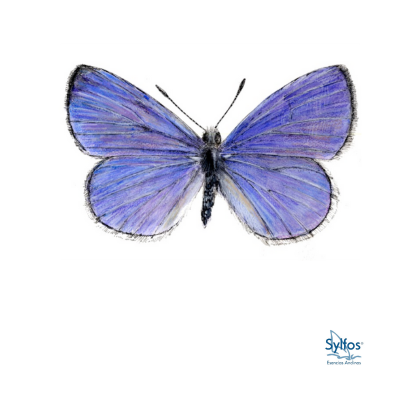 37 - PRIMAVERA AZULADA