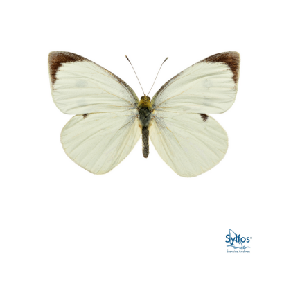 17 - PIERIS BLANCA
