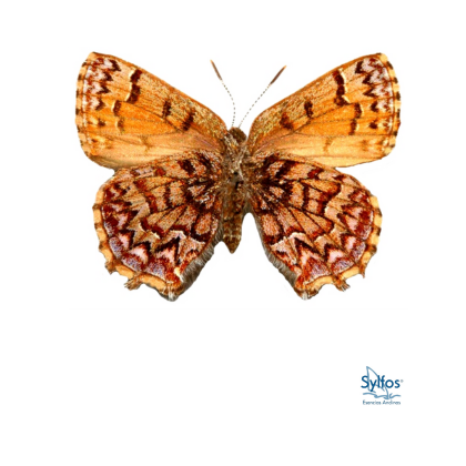 30 - DUENDE DE LOS PINOS