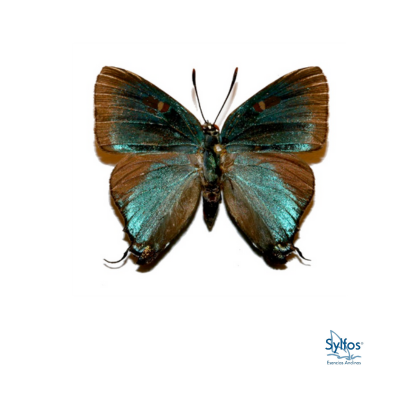 38 - PÚRPURA GRANDE