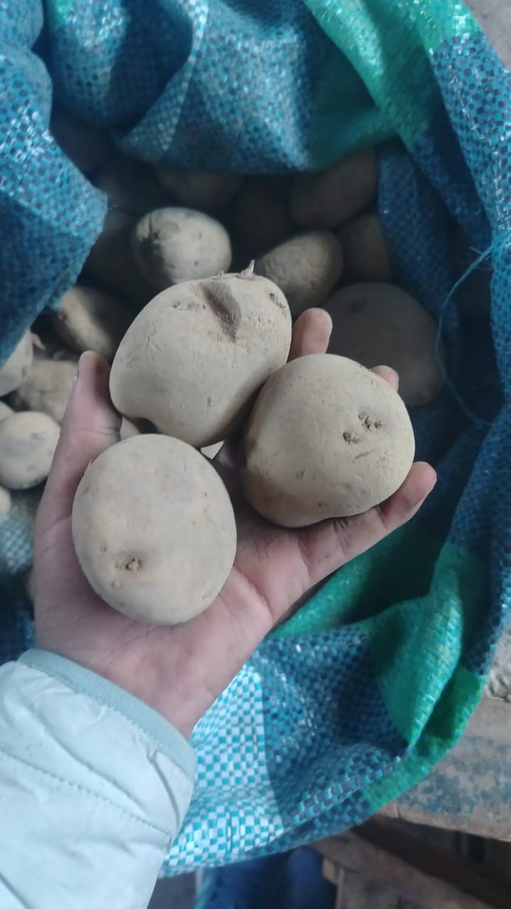 PAPAS