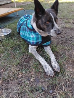 Dog Coats - Quality Ripstop coats