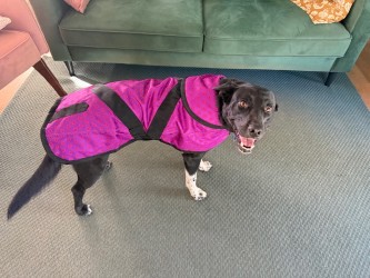 Dog Coats - Quality Ripstop coats