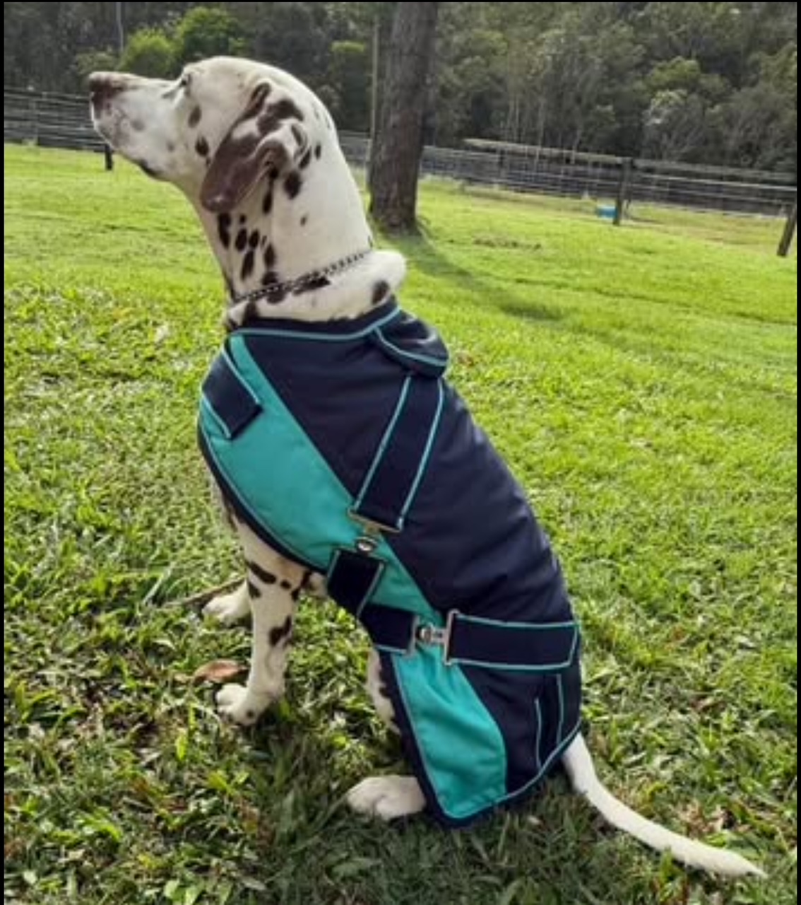 Dog Coats - Quality Ripstop coats