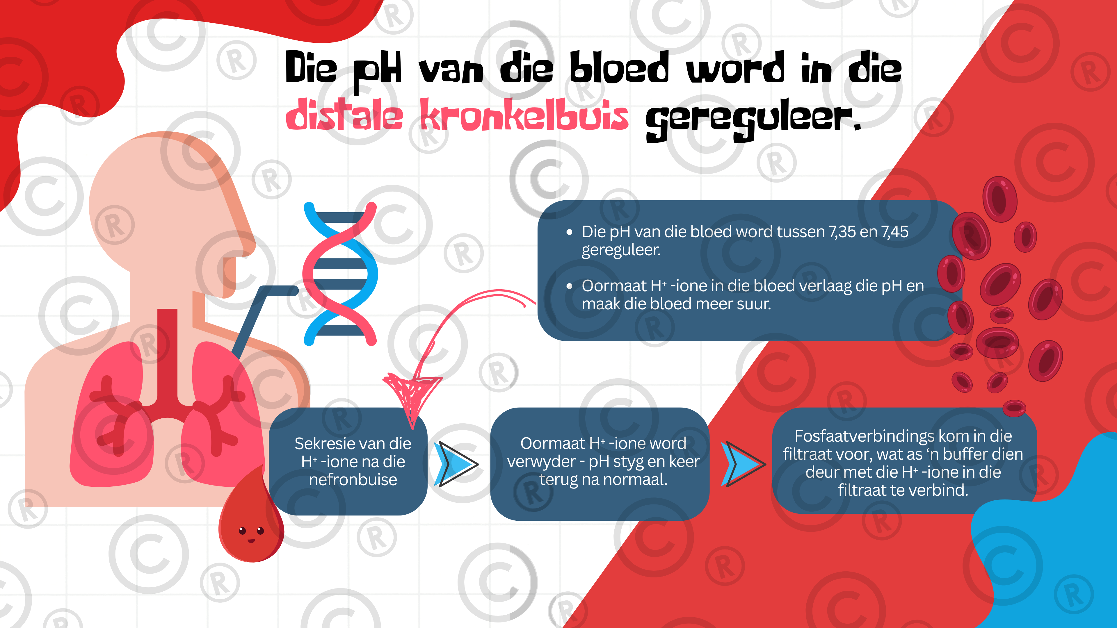 Gr11 Biologie - Eenheid 5: Ekskresie