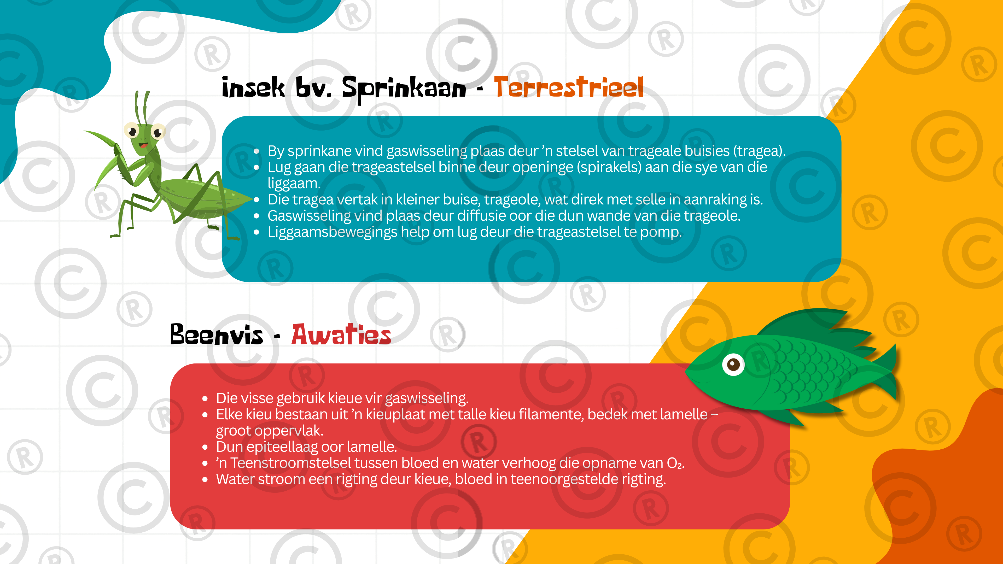 Gr11 Biologie - Eenheid 4: Gaswisseling