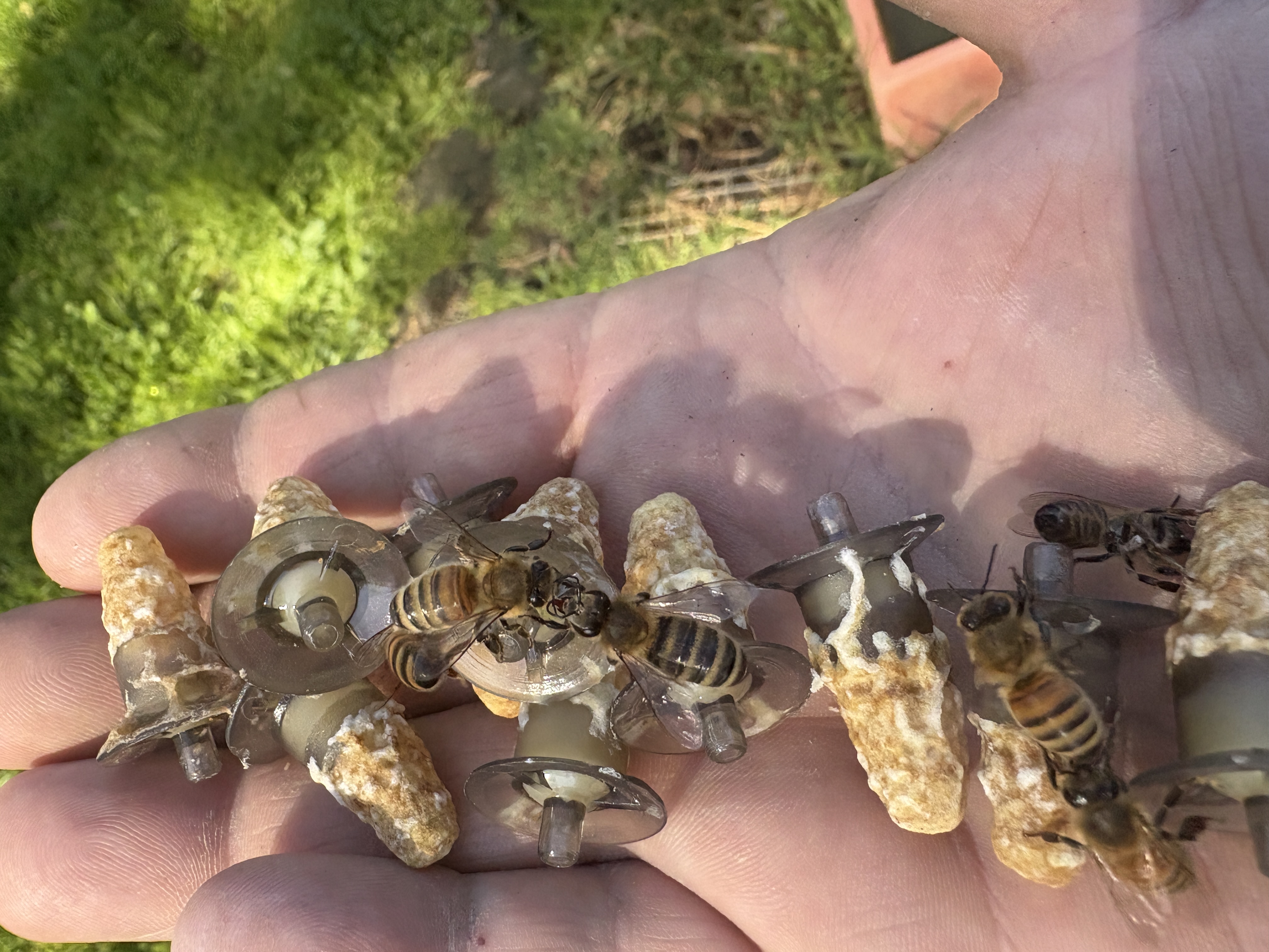 Carniolian Queen Bee - Produced in house