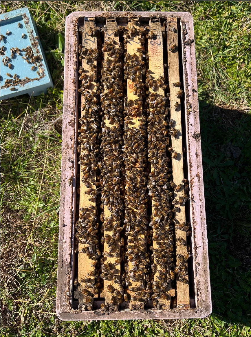 Carniolan Bees. NUC. Delivered and installed into your equipment