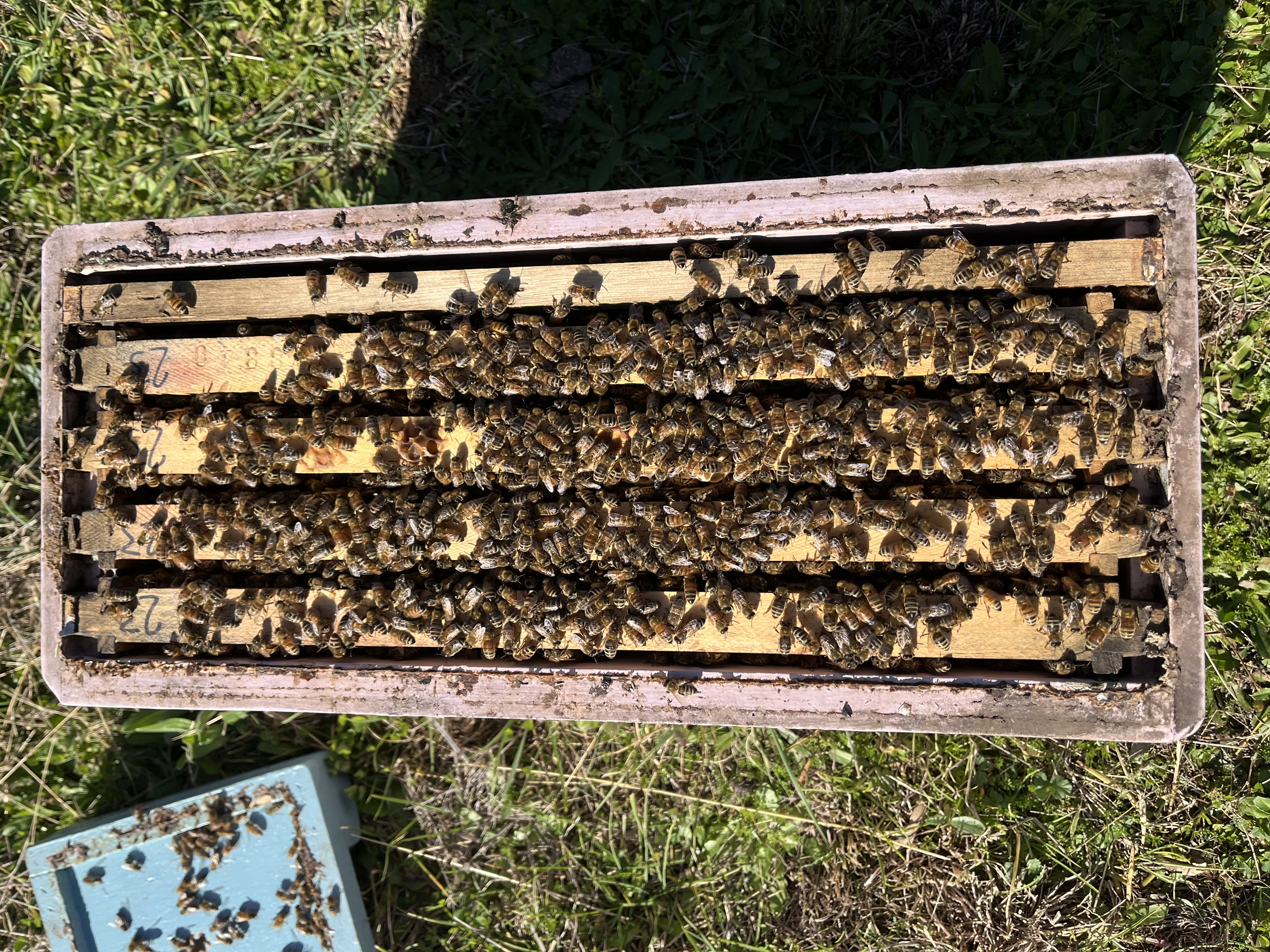 Carniolan Bees. NUC. Pickup only