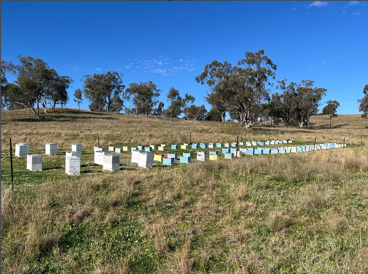 Carniolan Bees. NUC. Delivered and installed into your equipment