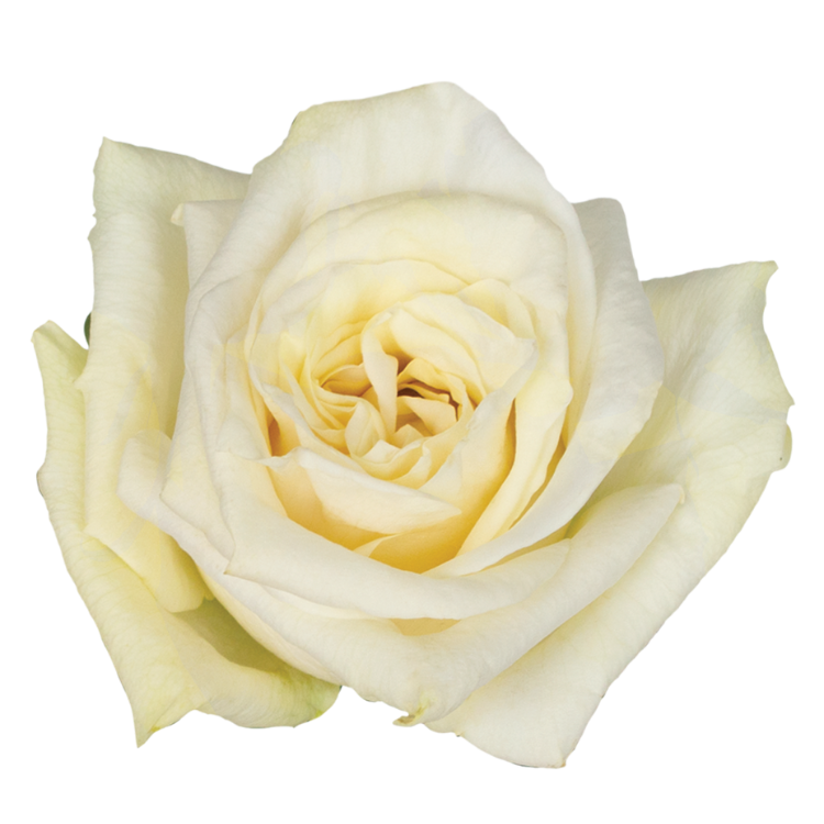 Cream Shimmer Rose (100 Stems)