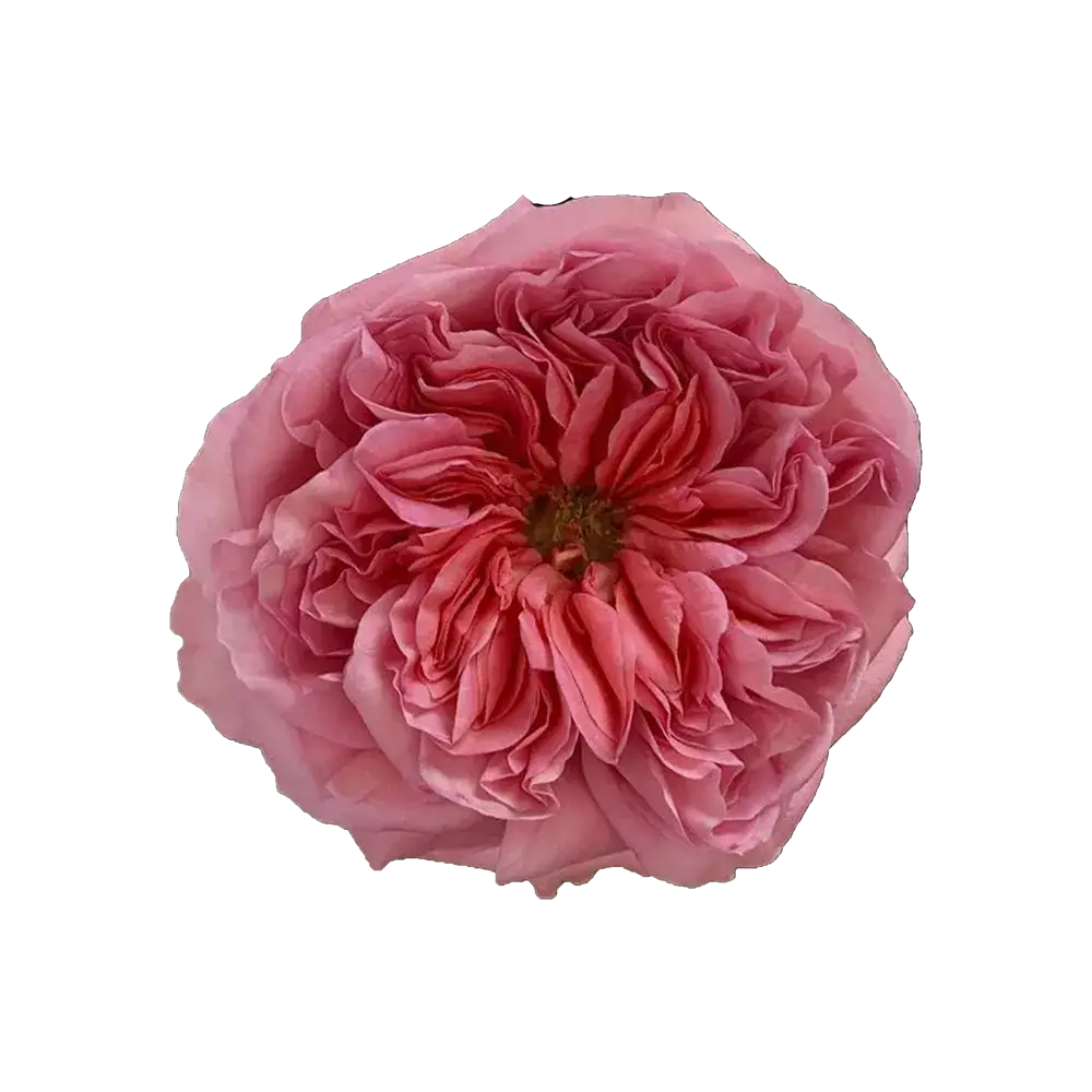 Candy X-Pression Garden Rose (100 Stems)