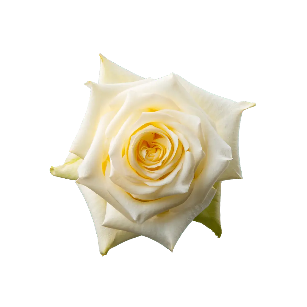 Candlelight Rose (100 Stems)