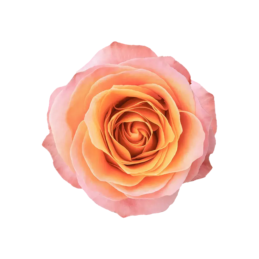 Coral Reef Rose (100 Stems)
