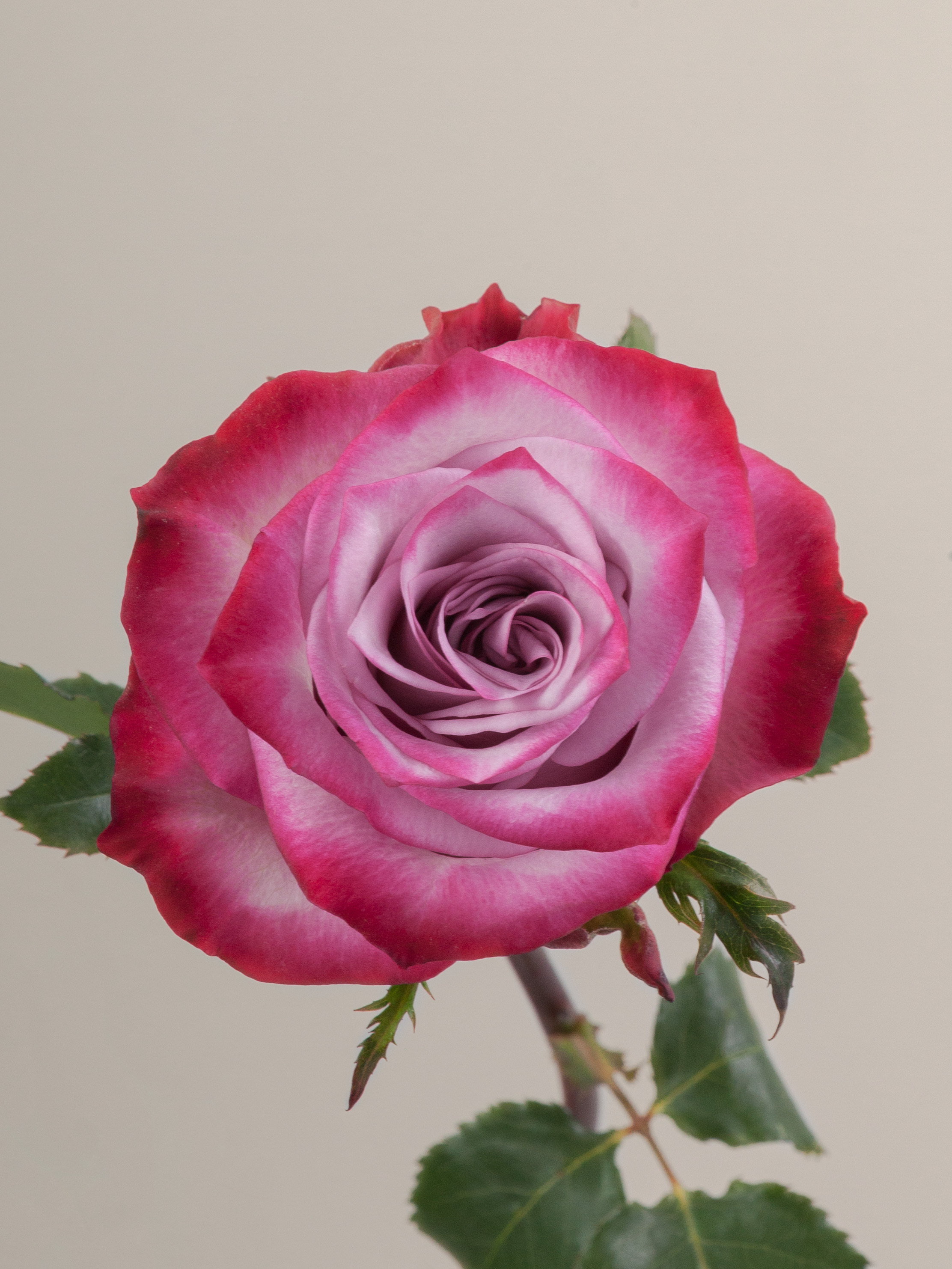 Deep Purple Rose (100 Stems)