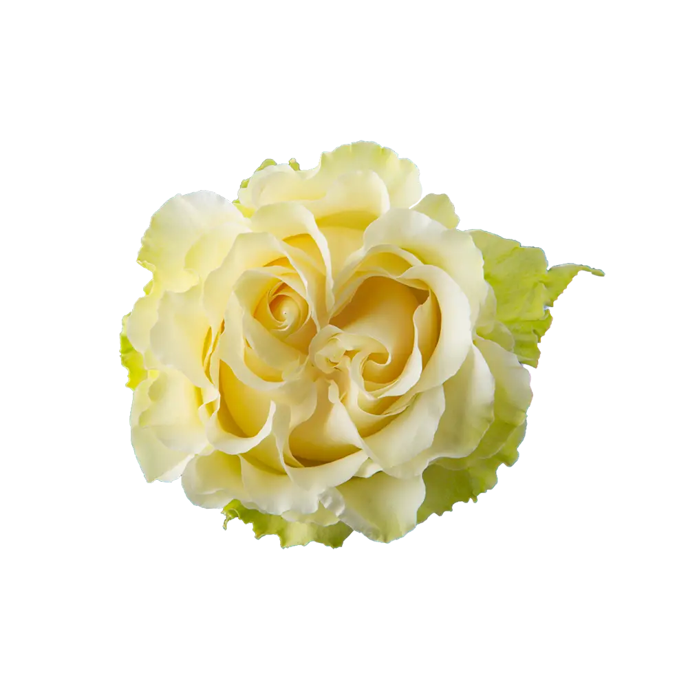 Cotton X-Pression Garden Rose (100 Stems)