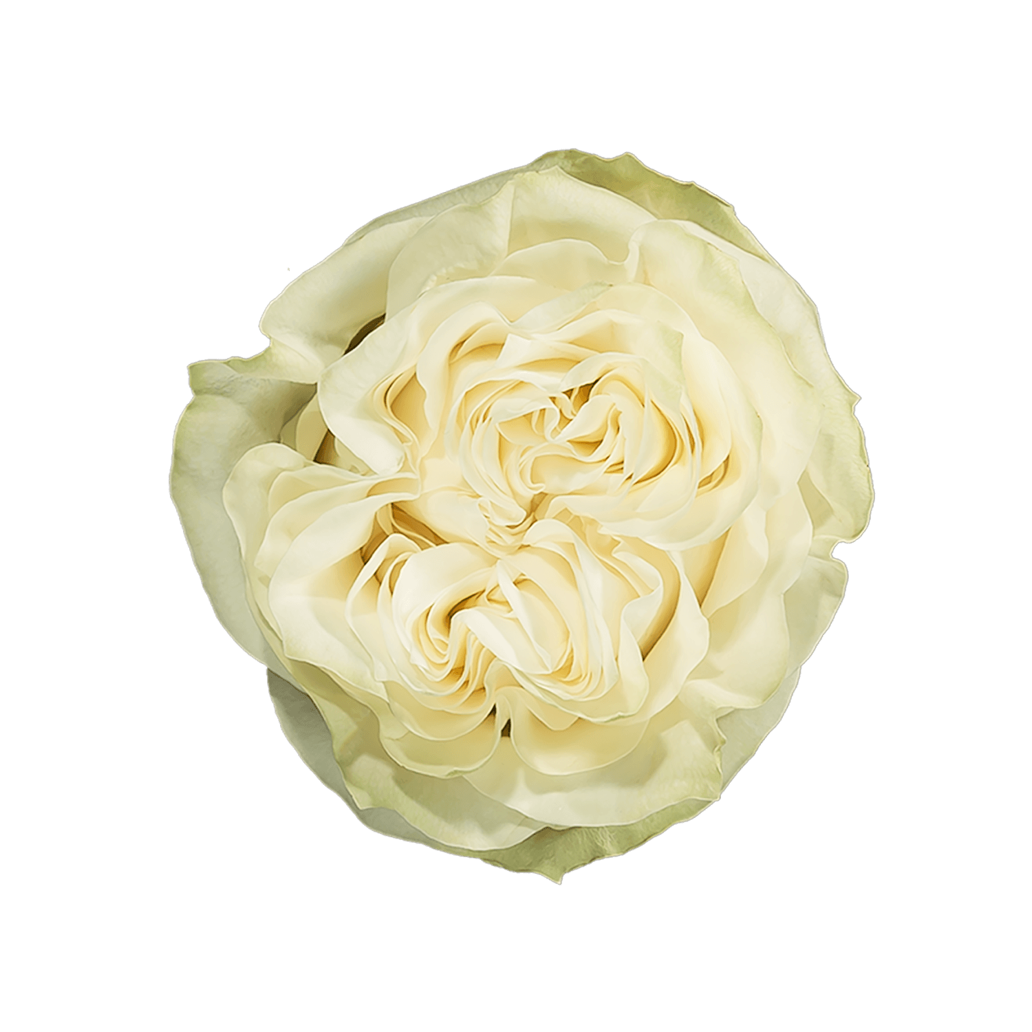 Moonstone Garden Rose