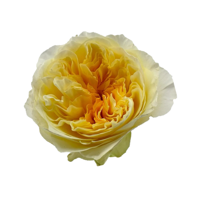 Antonia Garden Rose