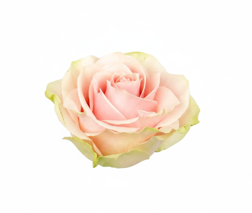 Frutteto Rose (100 Stems)