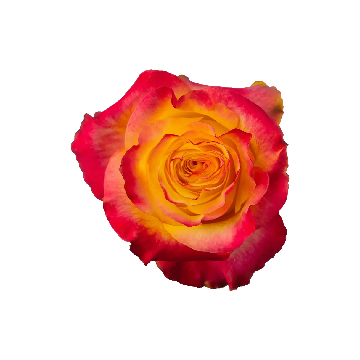 Newsflash Rose (100 Stems)