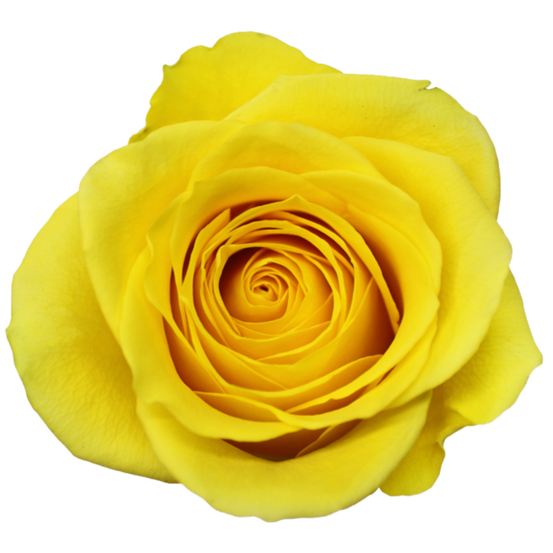 Goldfinch Rose (100 Stems)