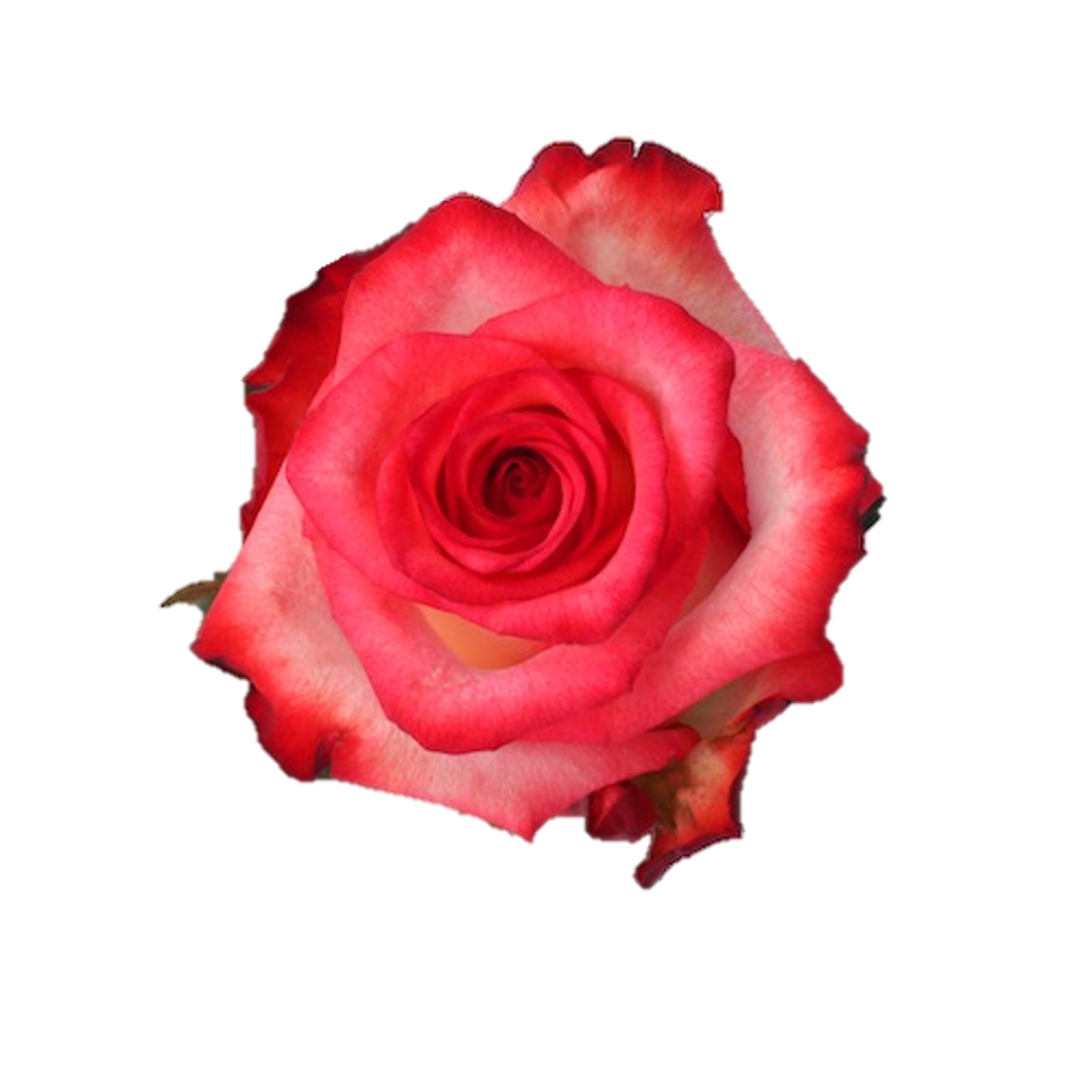 Blush Rose (100 Stems)