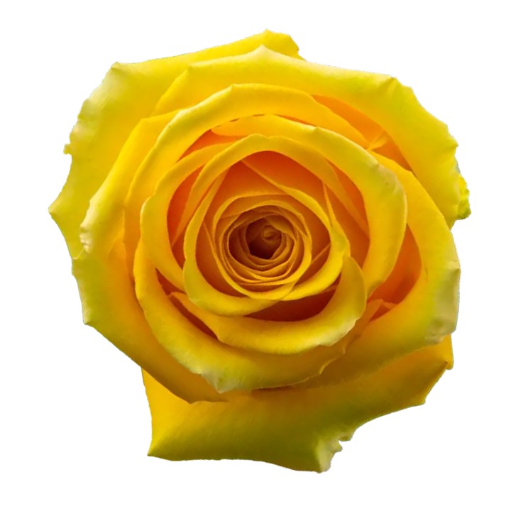 High Exotic Rose (100 Stems)