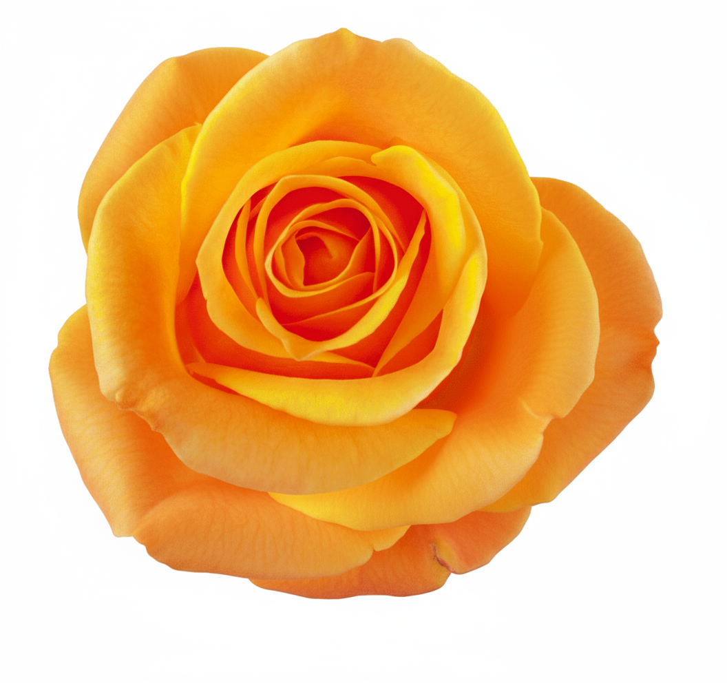 Aloha Rose (100 Stems)
