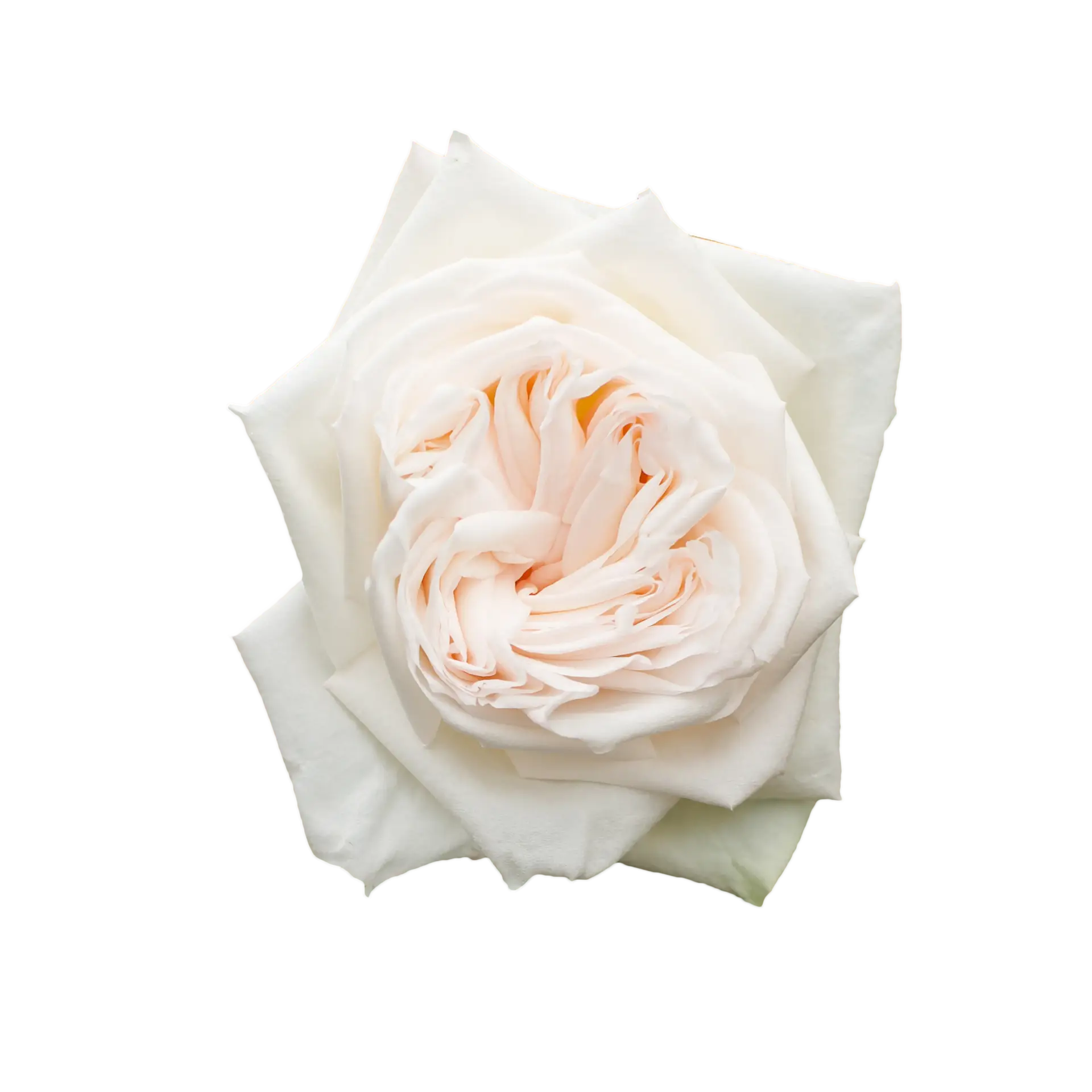 White O'hara Garden Rose