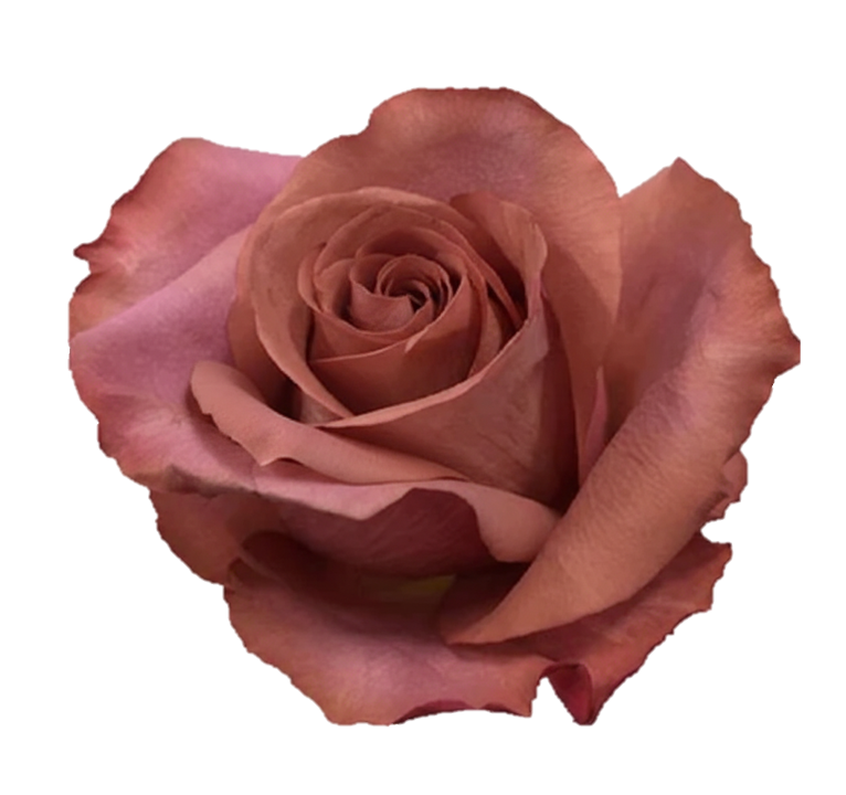 Barista Rose