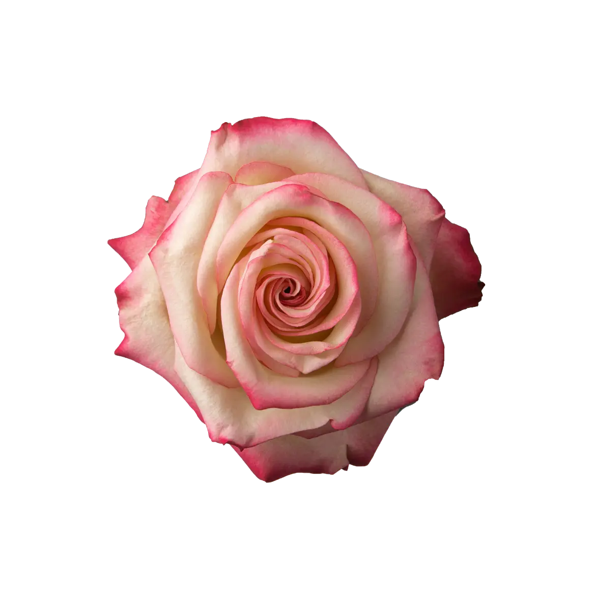 Paloma Rose (100 Stems)