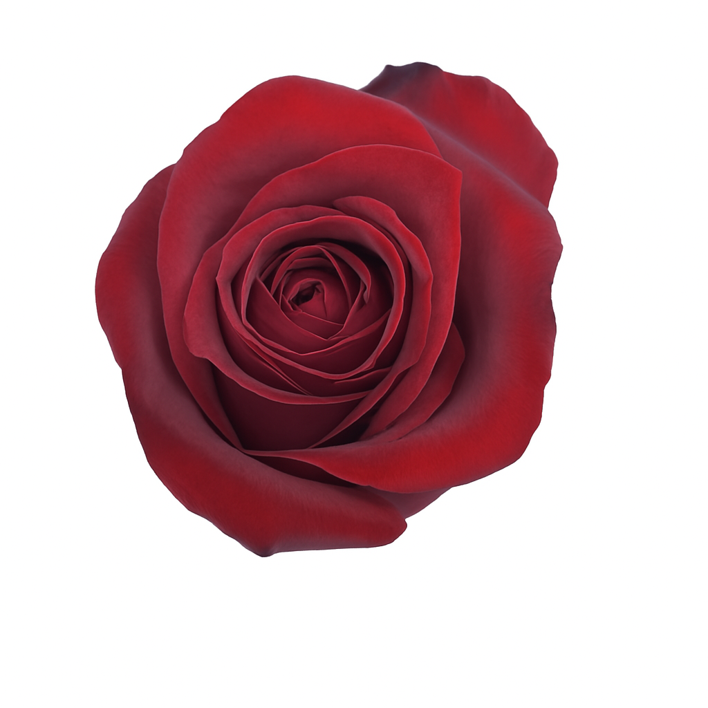 Freedom Rose (100 Stems)