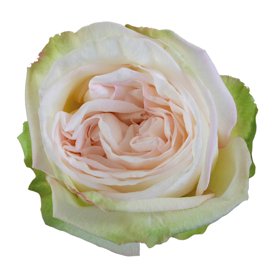 Country Secret Garden Rose