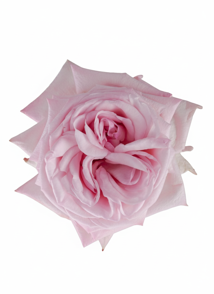 Ohara Garden Rose (100 Stems)