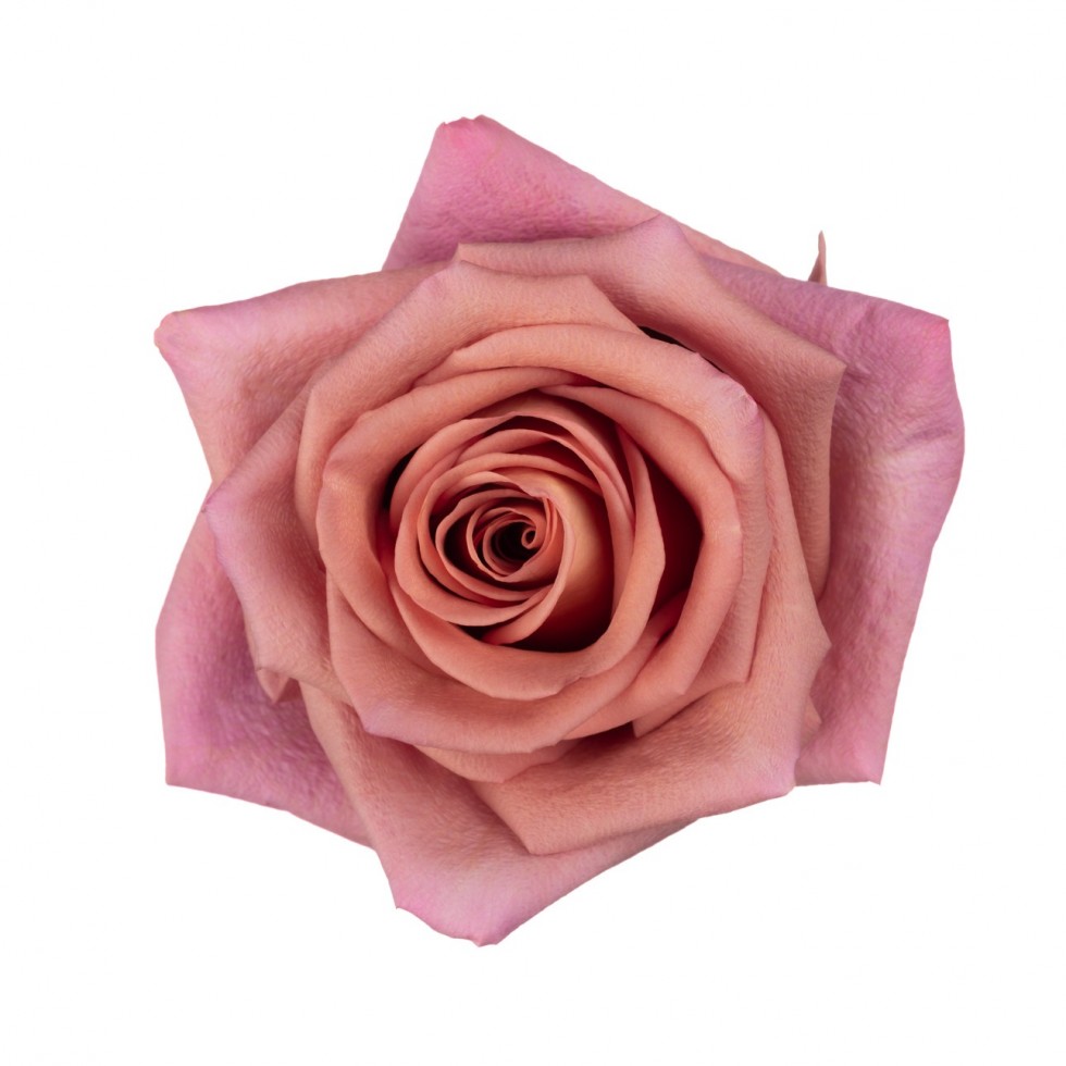 Cold Brew Rose (100 Stems)