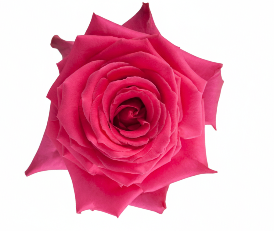 Full Monty Rose (100 Stems)