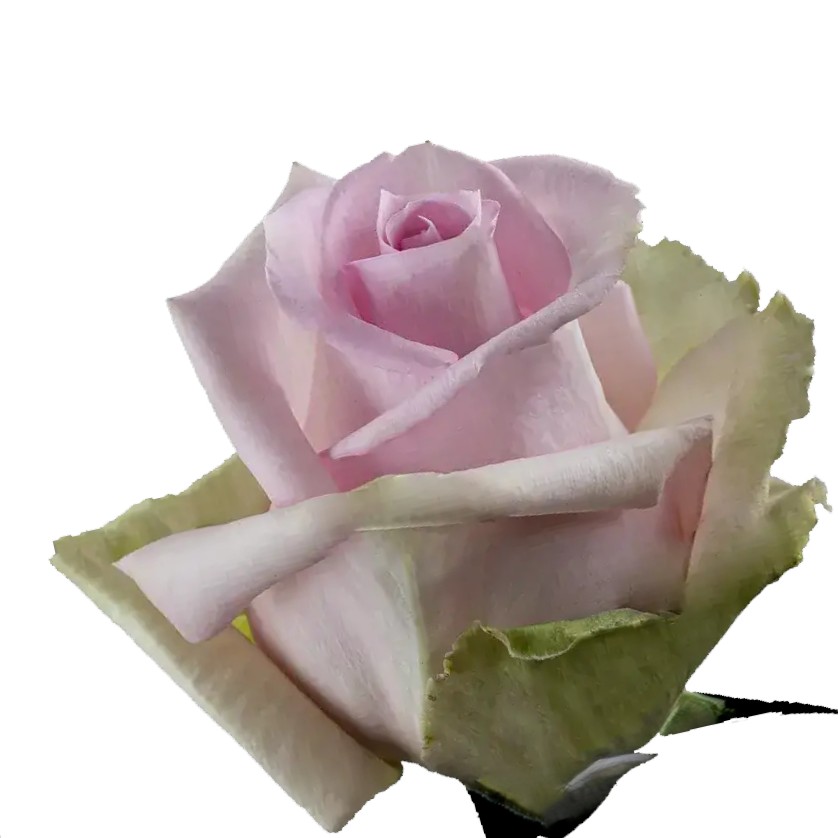 Jessica Rose (100 Stems)