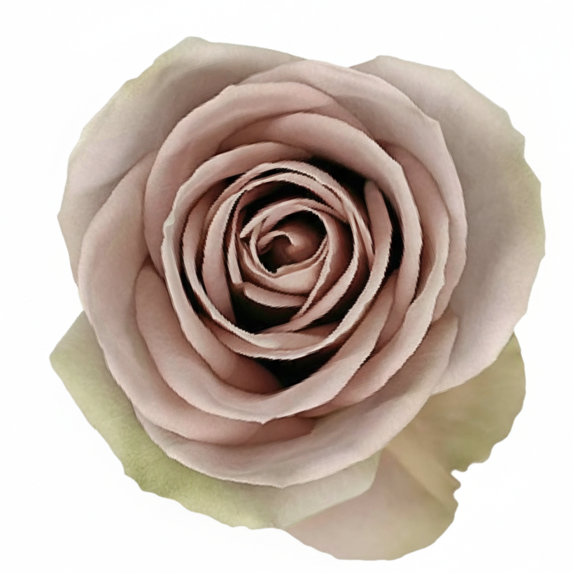 Amnesia Rose