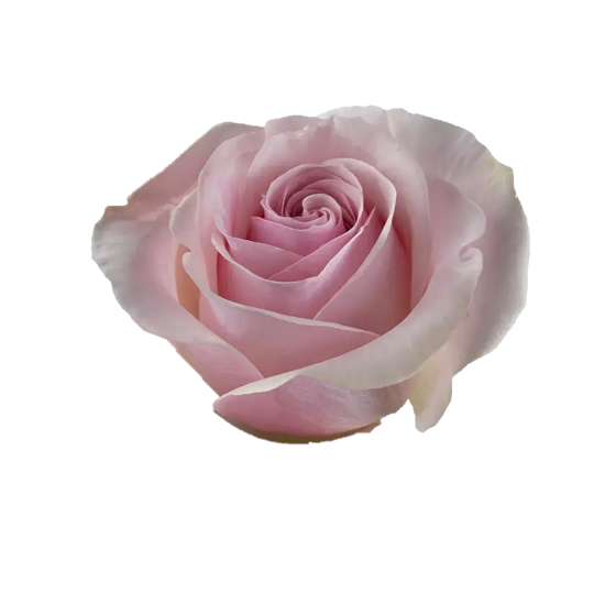 Novia Rose (100 Stems)