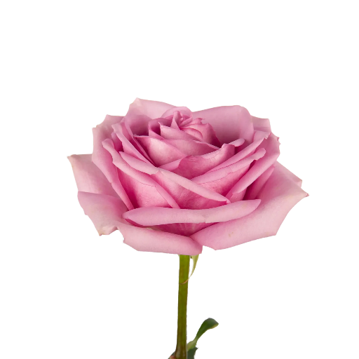 Coolwater Rose (100 stems)