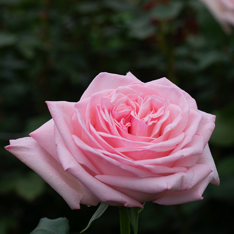 Ohara Garden Rose (100 Stems)