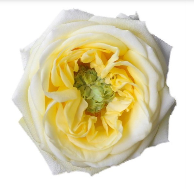 Sunny Days Garden Rose