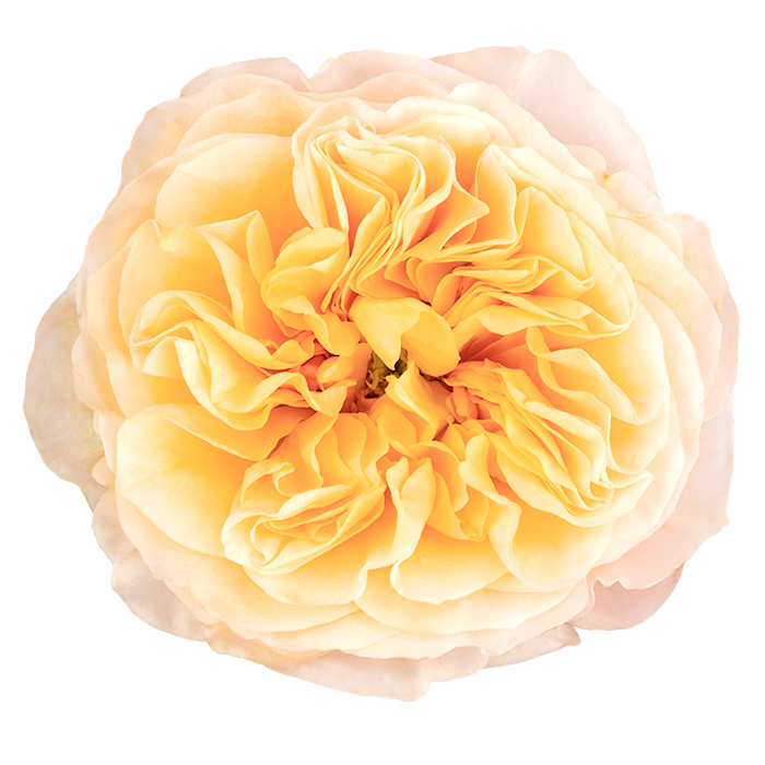 King's Cross Garden Rose