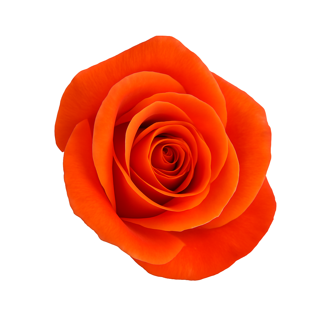 Carnelian Rose (100 Stems)