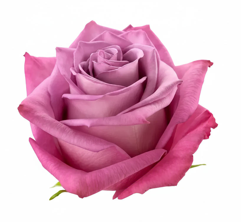 Moody Blues Rose (100 Stems)