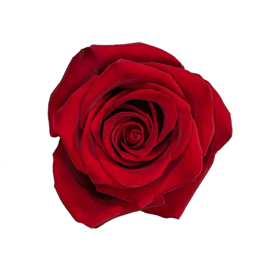 Explorer Rose (100 Stems)