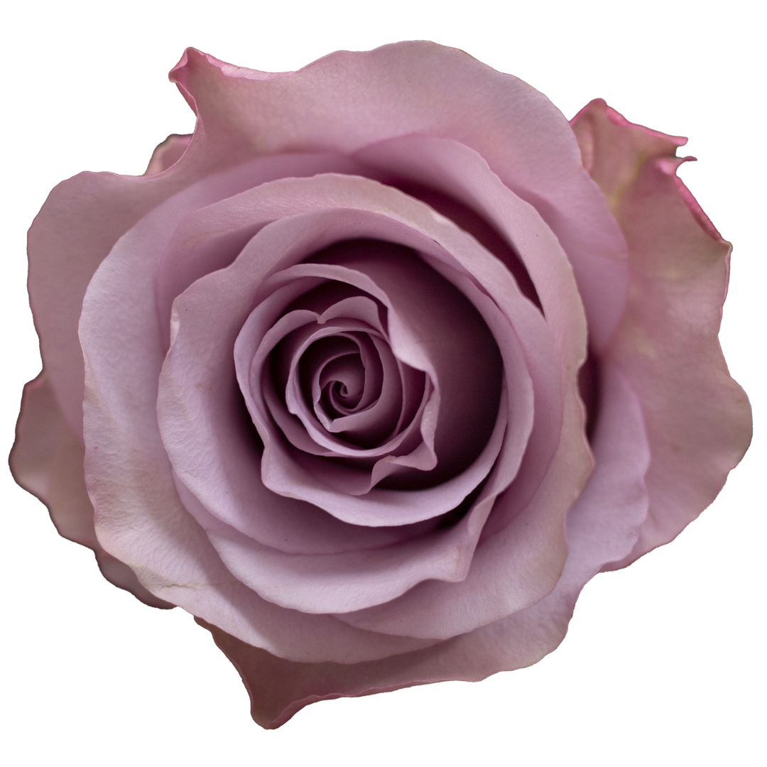 Star Platinum Rose