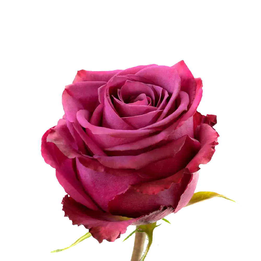 Blueberry Rose (100 Stems)