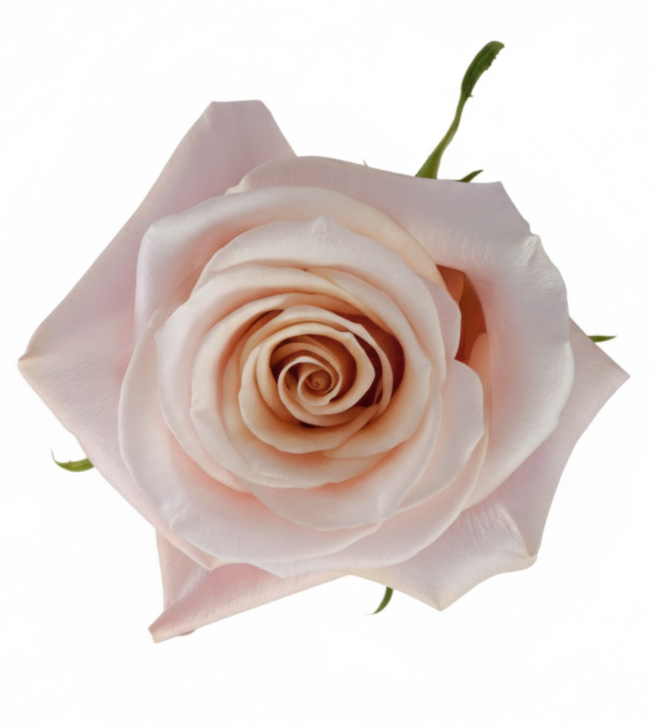 Mother of Pearl Rose (100 Stems)
