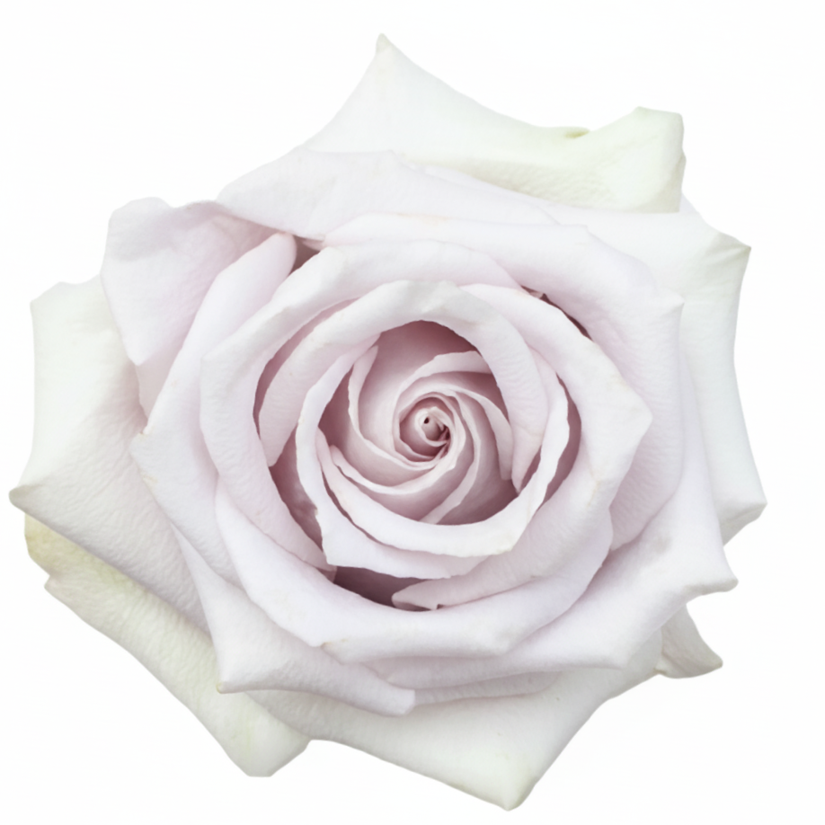 Silvery Light Rose